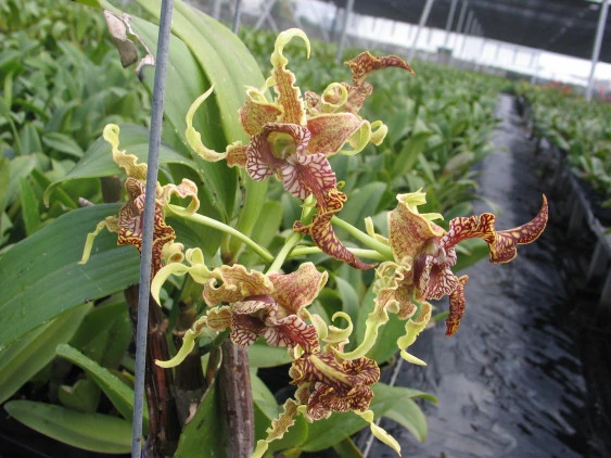 CD21 Den.spectabile
