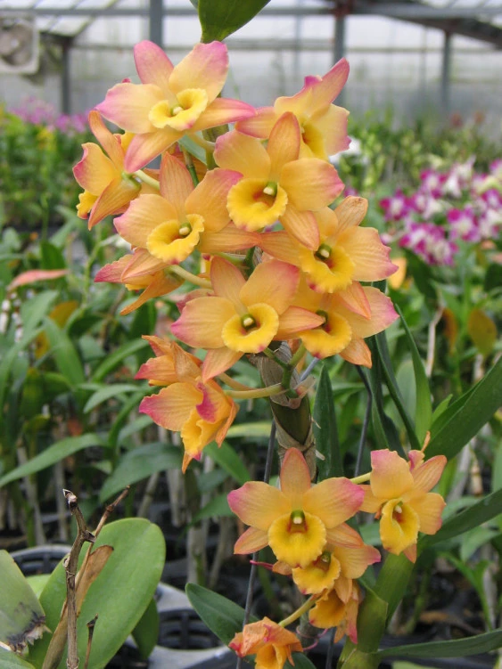 CD14 Den.Oriental Smile 'Fantasy'