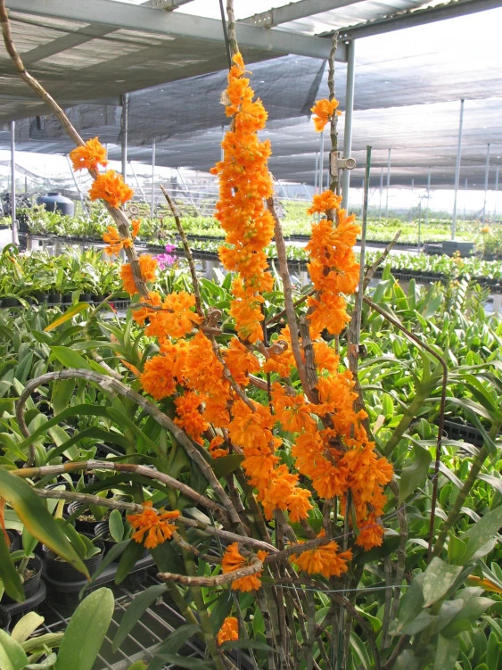 CD11 Den.bullenianum
