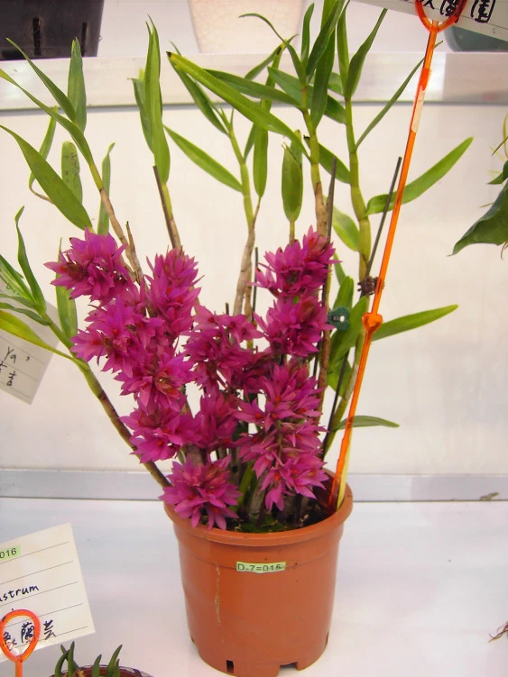 CD10 Den.bracteosum 'Red'