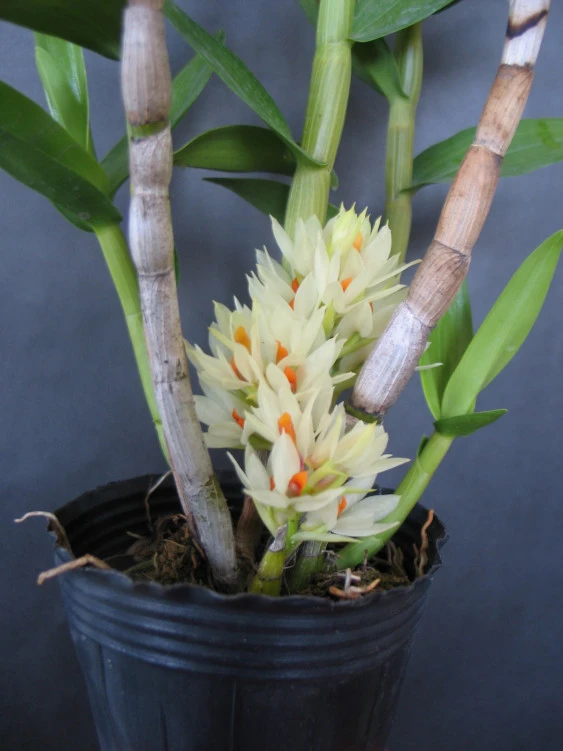 CD09 Den.bracteosum 'White'