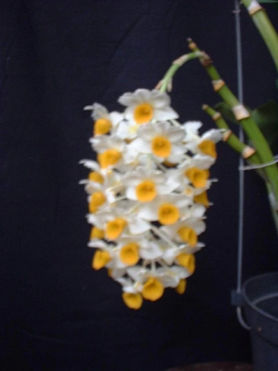 CD07 Den.thyrsiflorum
