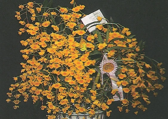 CD05 Den.chrysotoxum