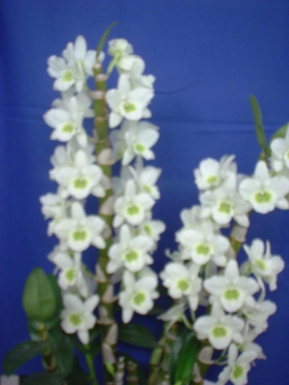 CD02 Den.Spring Jewel 'Miki'