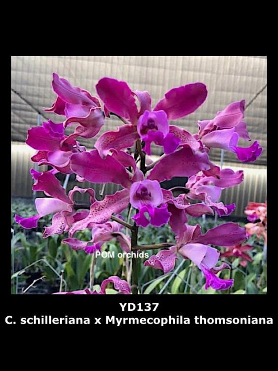 CAB181 C.schilleriana x Myrmecophila thomsoniana
