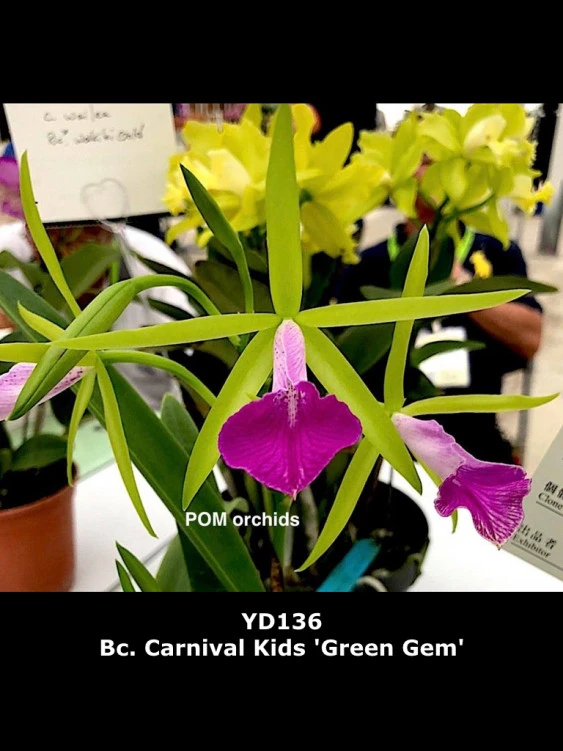 CAB180 Bc.Carnival Kids ‘Green Gem’