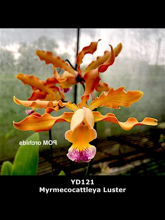 CAB178 Myrmecocattleya Lustar