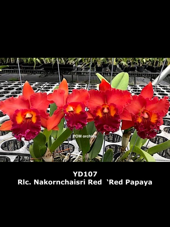CAB177 Rlc.Nakornchaisri Red ‘Red Papaya’