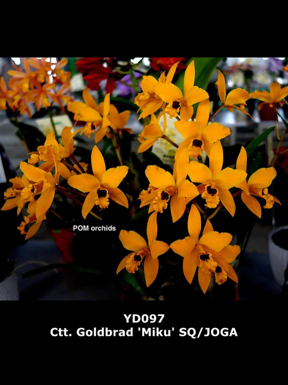 CAB176 Ctt.Goldbard ‘Miku’ SQ/JOGA