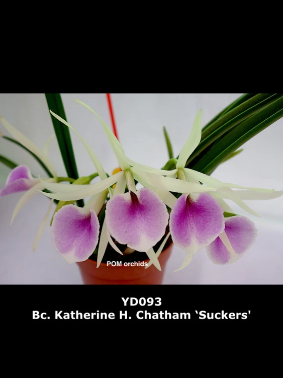 CAB175 Bc.Katherine H.Chatham ‘Suckers’