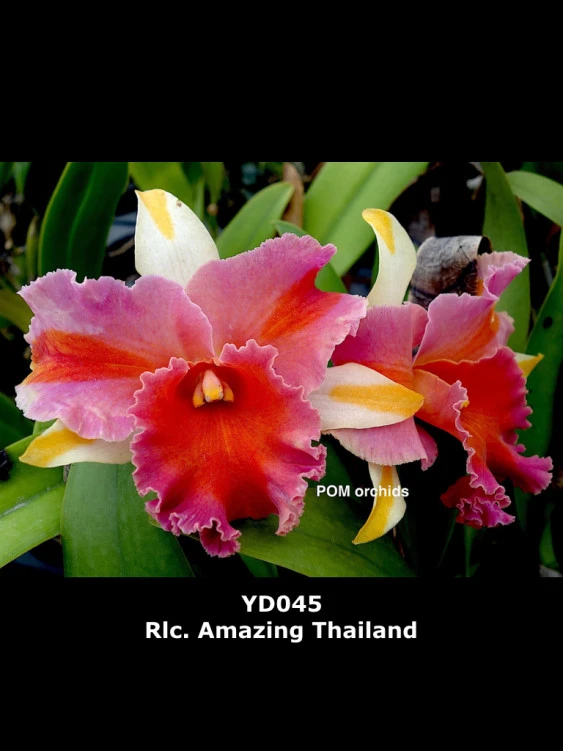 CAB173 Rlc.Amazing Thailand