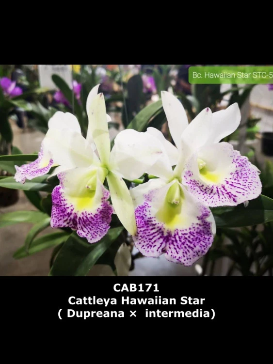 CAB171 Cattleya Hawaiian Star (Dupreana x intermedia)