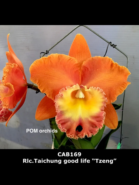 CAB169 Rlc.Taichumg good life ‘Tzeng’