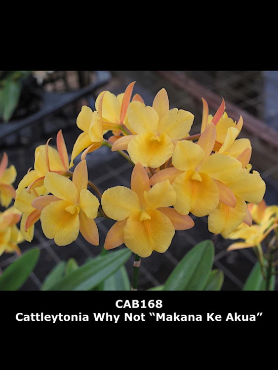 CAB168 Cattleytonia Why Not ‘Makana Ke Akua’