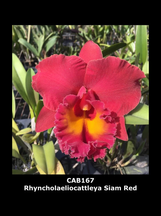 CAB167 Rhyncholaeliocattleya Siam Red