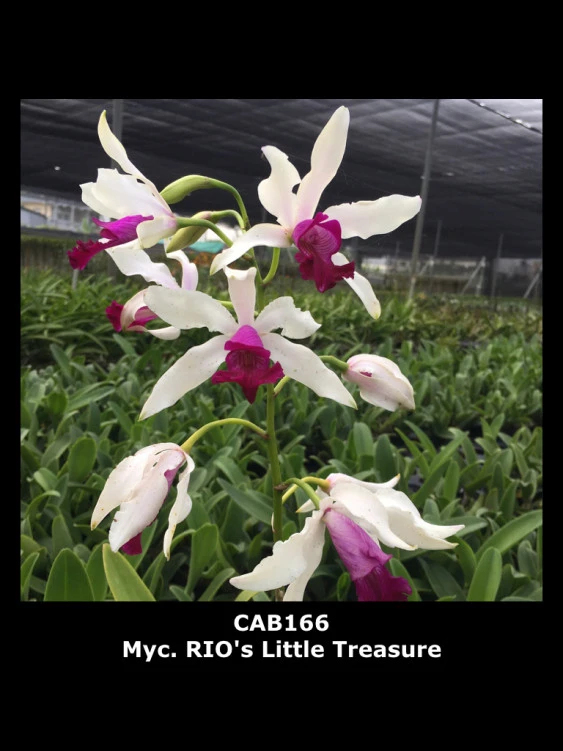 CAB166 Myc.Rios Little Treasure
