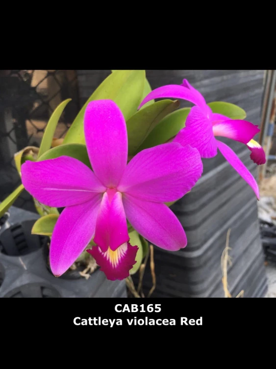 CAB165 Cattleya violacea red