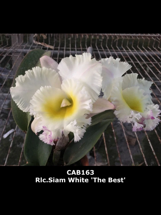CAB163 Rlc.Siam White ‘The Best’