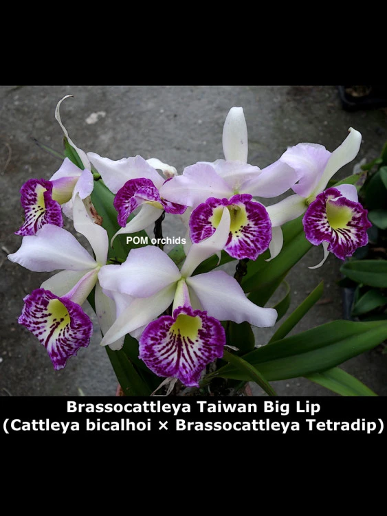 CAB161 Brasscottleya Taiwan Big Lip
