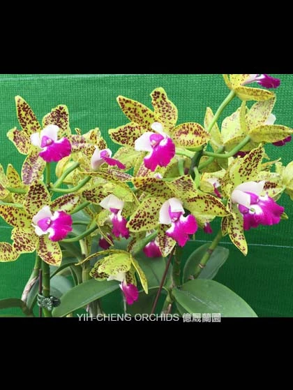 CAB160 Ctt.Siuanese Doll ‘Kiwi’
