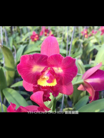 CAB159 Slc.Chaveewen Beauty x Pot Apple Plus Gold