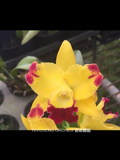 CAB158 Rth Chunfong Smile 'Cluster'