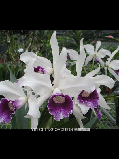 CAB156 L.purpurata ‘blue'