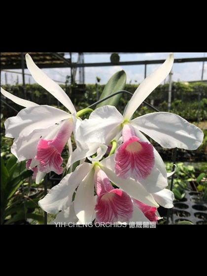 CAB155 L.purpurata var carnea