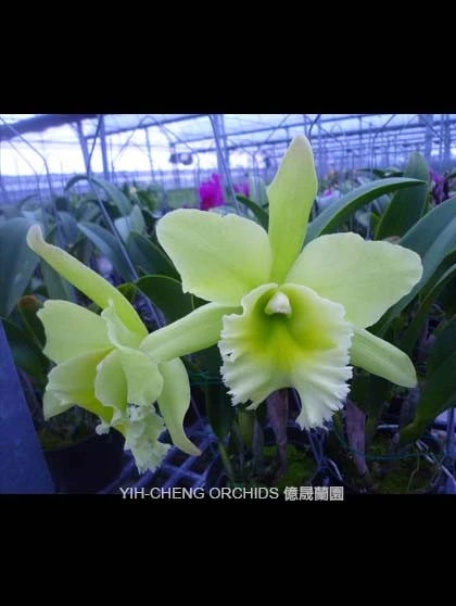 CAB154 Rlc.Sung Ya Green