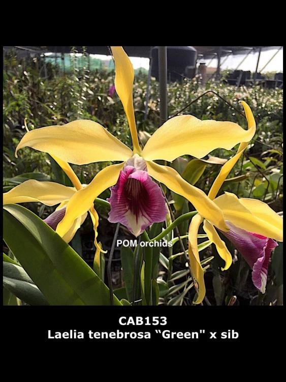 CAB153 Laelia tenbrosa ‘Green’ x sib