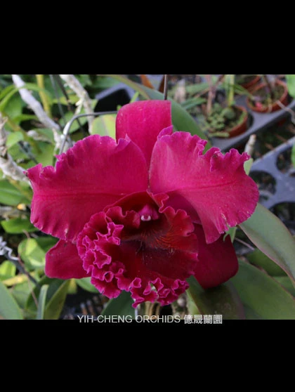 CAB150 Rlc.Chialin Black Flower