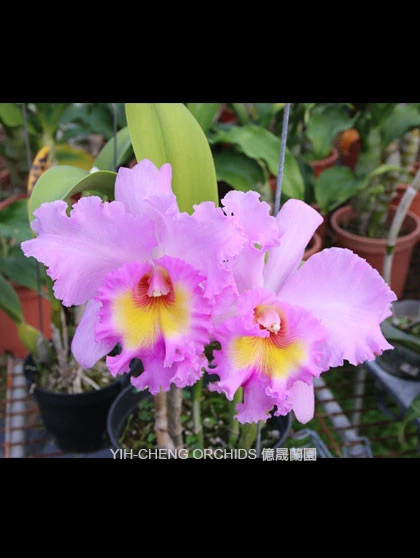 CAB148 Blc.Mahina Yahiro 'Ulii'