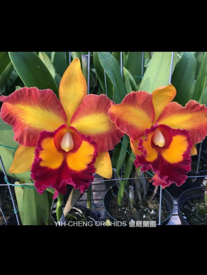 CAB147 Blc.Chunyeah No10