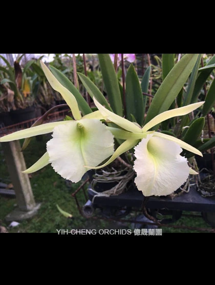 CAB145 B.nodosa x B.digbyana