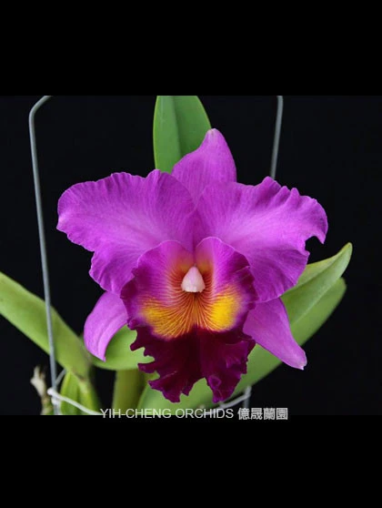 CAB143 (Blc.Pink Empress x Lc.Irene Finney 'York')