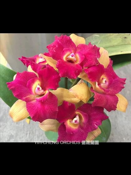 CAB142 Rth Qing Ming Beauty