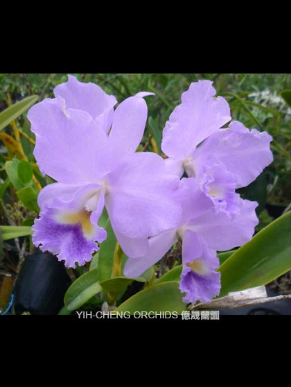 CAB140 Blc.Lois Mcneil 'Ace'