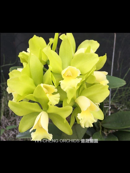 CAB139 Blc.Hawaiian Passion ''Carmela''
