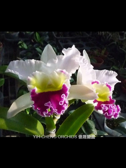 CAB138 Blc.Beauty Girl 'C.U Kova'