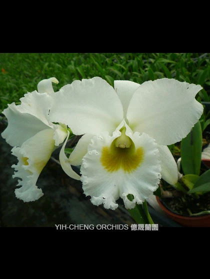 CAB137 Blc.Siam White