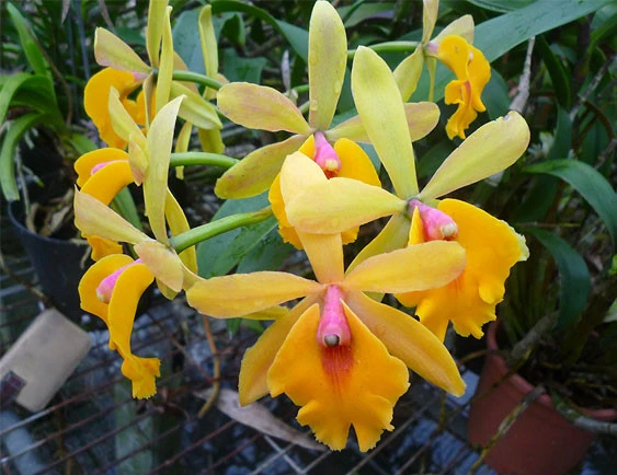 CAB134 Epc.Rene Marques x Pot.Free Spirit 'Lea'