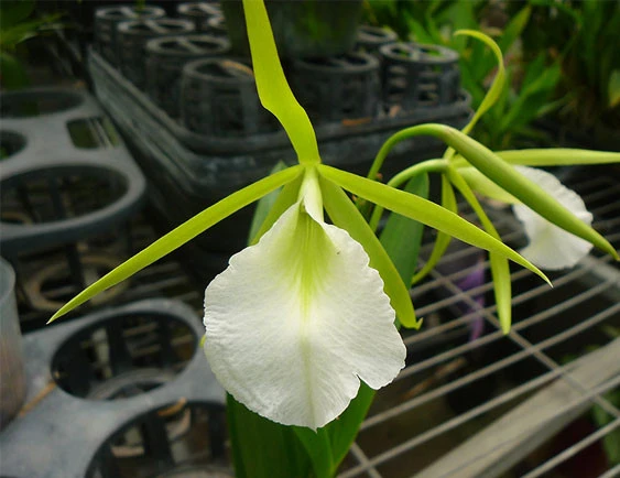 CAB133 Enc.mariae x B.nodosa