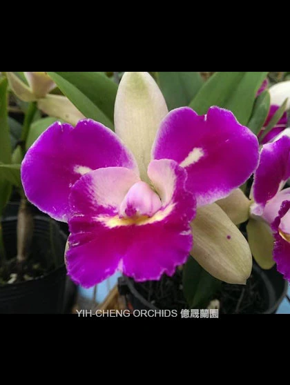 CAB132 Blc.Mem. Helen Brown x Blc.Tzeng- Wen Beauty