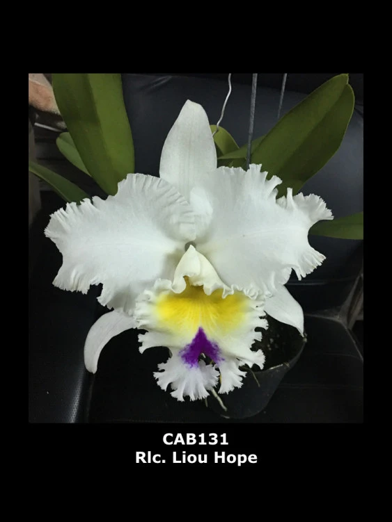CAB131 Rlc.Liou Hope