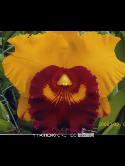 CAB130 Blc.Lius Joyance 'Panther'