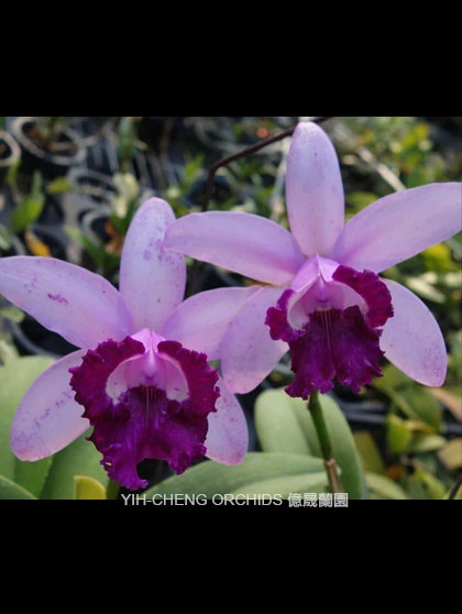 CAB129 Cattleya intermedia var Orlata 'Rio'