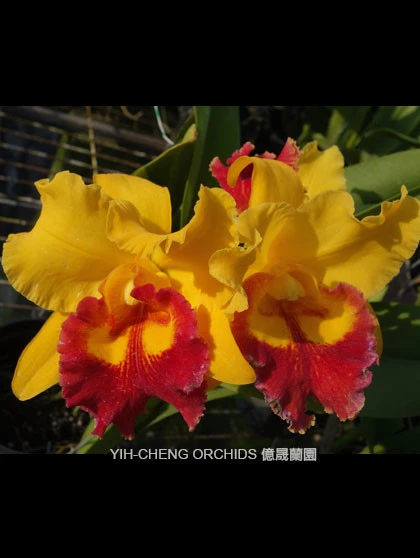 CAB128 Blc.Taiwan Ruby#6