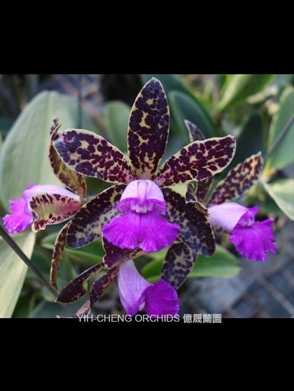 CAB127 Cattleya Black Jack