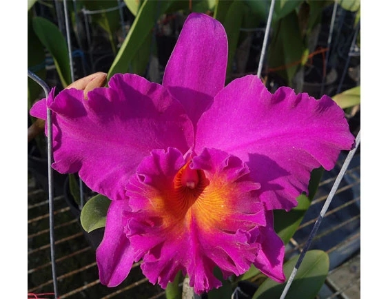 CAB125 Blc.Ping Empress