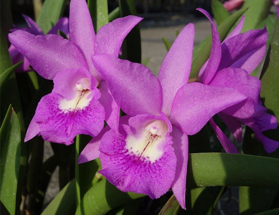 CAB123 Blc.Maikai Mayumi x C.wakeriana